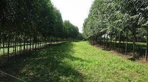 O doutorado em Ciências Florestais, aprovado em 2013, teve seis alunos selecionados para o ingresso nas atividades.